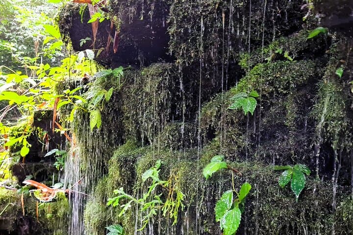 Explore Bali's Untamed Rainforest: Jungle Trek & Waterfall Experience photo 6