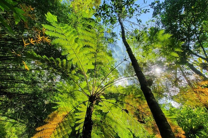 Explore Bali's Untamed Rainforest: Jungle Trek & Waterfall Experience photo 5