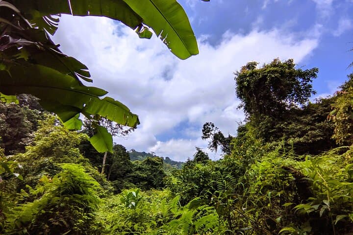 Explore Bali's Untamed Rainforest: Jungle Trek & Waterfall Experience photo 3