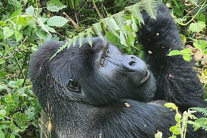 3-Day Bwindi Gorilla Trekking Safari — Up Close with Uganda's Mountain Gorillas