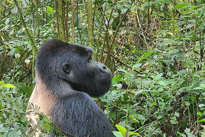 3-Day Bwindi Gorilla Trekking Safari — Up Close with Uganda's Mountain Gorillas photo 3