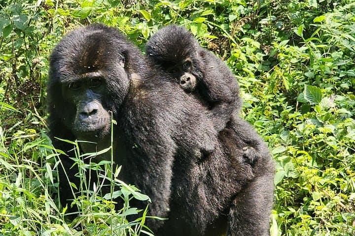 3-Day Bwindi Gorilla Trekking Safari — Up Close with Uganda's Mountain Gorillas photo 5