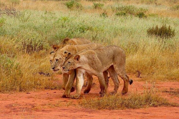 Full-Day Tsavo East Safari from Diani: Red Elephants & Yatta Plateau photo 2
