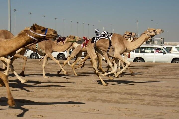 Qatar North & West: Zubara, Zekreet and Al Khor Mangroves photo 6