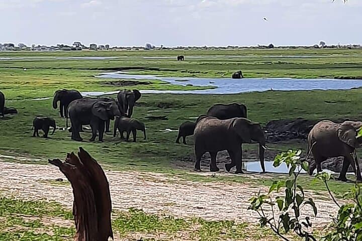 Chobe Day Trip from Livingstone — Game Drive, Lunch & Chobe River Cruise photo 2