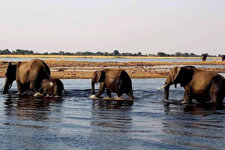 Chobe Day Trip from Livingstone — Game Drive, Lunch & Chobe River Cruise photo 4