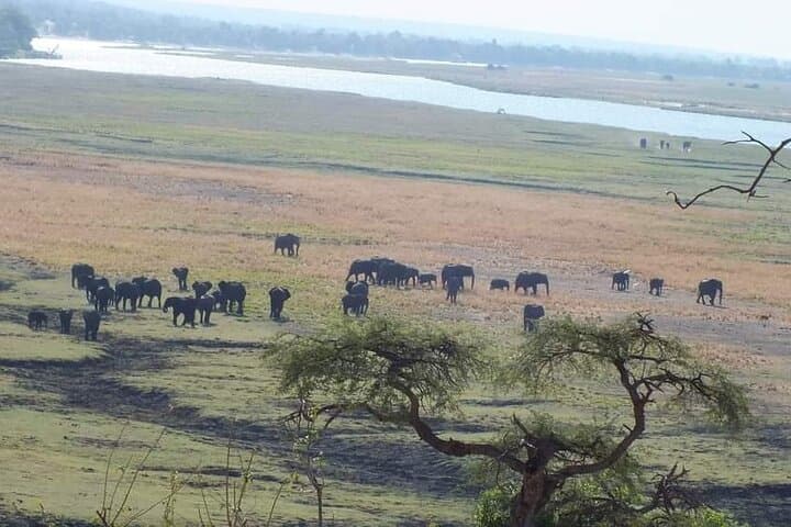 Chobe Day Trip from Livingstone — Game Drive, Lunch & Chobe River Cruise photo 6