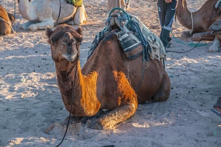 Sharm Desert Escape: ATV Quad, Camel Ride & Bedouin Dinner Under the Stars photo 3