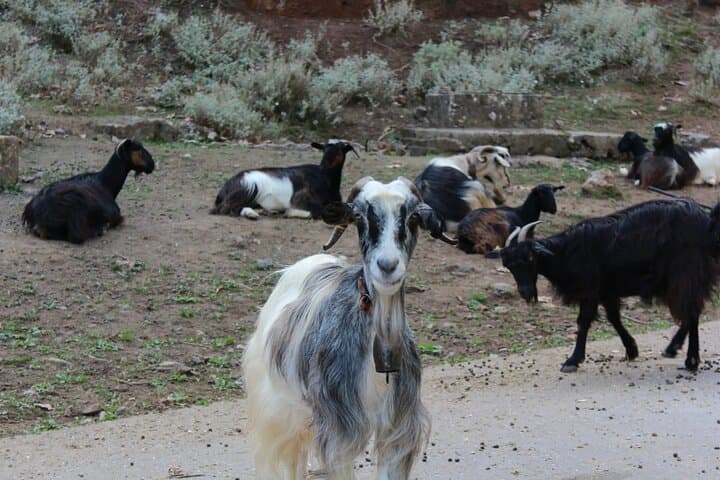 Chania to Agia Irini Gorge Hike & Sougia Beach Private Tour — Full-Day Private Walk to the Libyan Sea photo 2