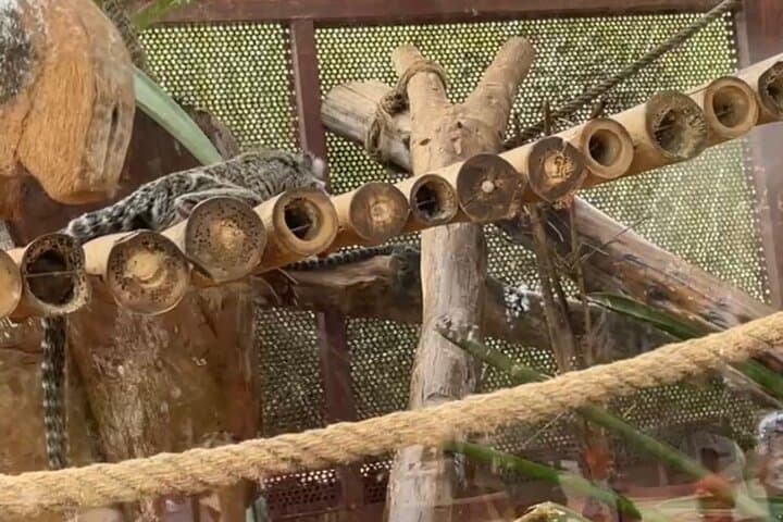 Crocoparc Trip from Agadir: See Nile Crocodiles and Botanical Gardens photo 3