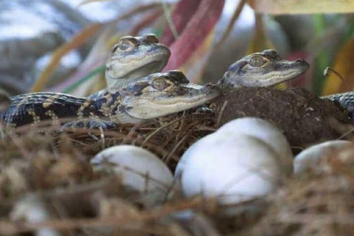 Crocoparc Trip from Agadir: See Nile Crocodiles and Botanical Gardens photo 4
