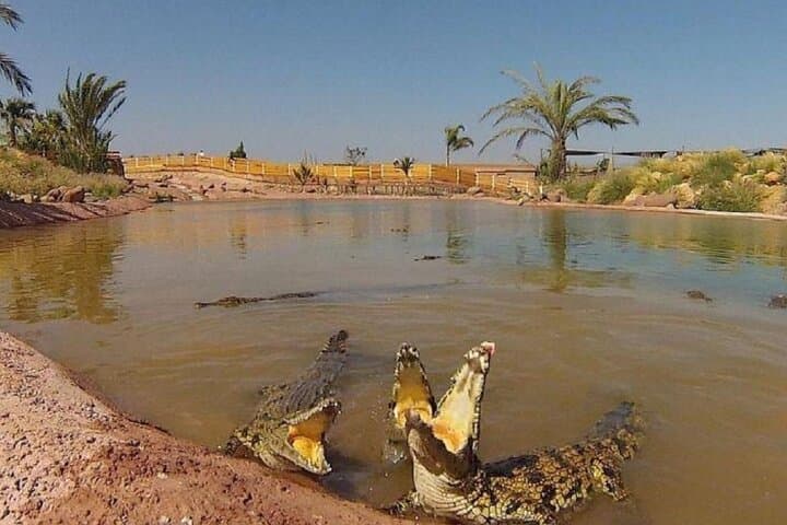 Crocoparc Trip from Agadir: See Nile Crocodiles and Botanical Gardens photo 5