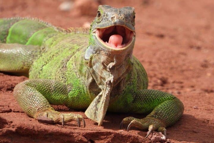Crocoparc Trip from Agadir: See Nile Crocodiles and Botanical Gardens photo 2
