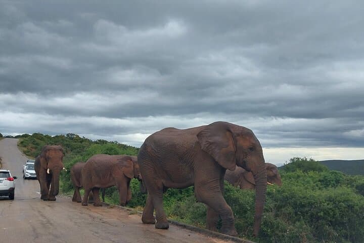 4-Day-Private-Garden-Route-Tour-from-Cape-Town-cango-caves-safari-robberg photo 2