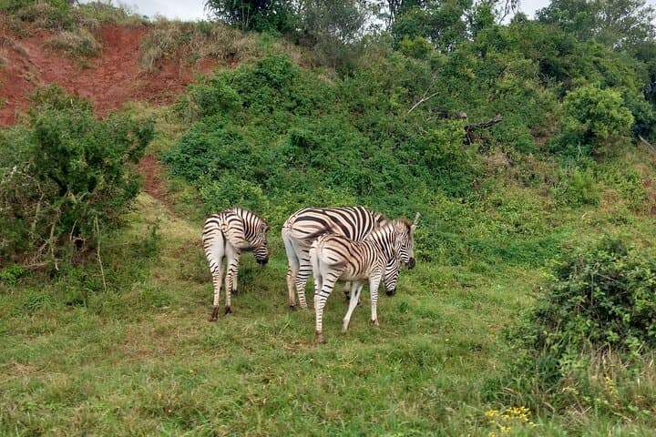4-Day-Private-Garden-Route-Tour-from-Cape-Town-cango-caves-safari-robberg photo 3