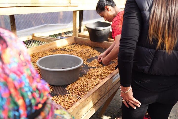 Cobán Coffee Farm Tour: Half-Day Plantation Walk & Tasting photo 3