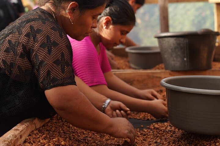 Cobán Coffee Farm Tour: Half-Day Plantation Walk & Tasting photo 2
