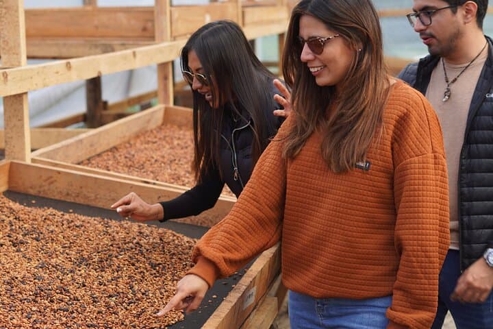 Cobán Coffee Farm Tour: Half-Day Plantation Walk & Tasting