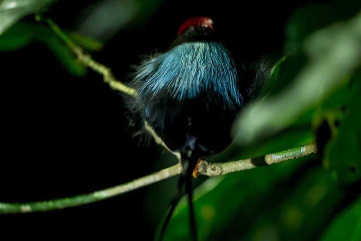 Monteverde Cloud Forest Birdwatching — Private 4-Hour Guided Walk photo 5