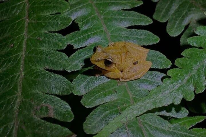 Monteverde Night Walk: Private Night Tour Through the Forest's Hidden Wildlife photo 6