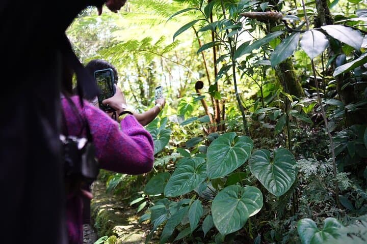 Half-Day Orchid Sanctuary Tour from Cobán — Orquigonia Cloud Forest Experience photo 2