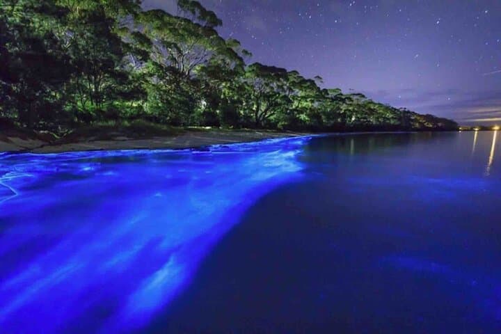Bocas del Toro Bioluminescence Snorkel: Night Boats, Glowing Waters & Safe Viewing Tips photo 2