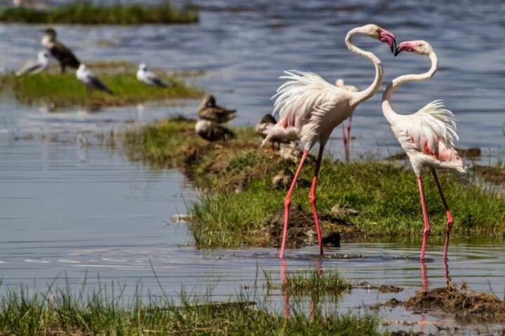 Lake Bogoria Flamingo Spectacle: Day Trip from Nairobi