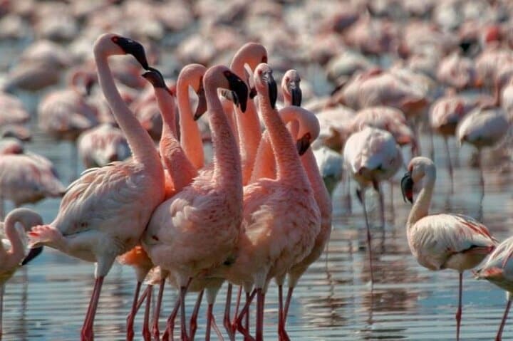 Lake Bogoria Flamingo Spectacle: Day Trip from Nairobi photo 3