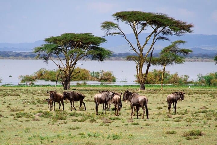Lake Naivasha: Full-Day Crescent Island & Hell's Gate Cycling Adventure