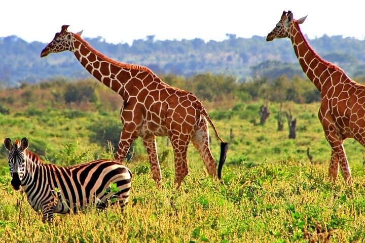 3-Day Private Safari to Meru National Park — Rhinos, Lions and Elsa’s Grave