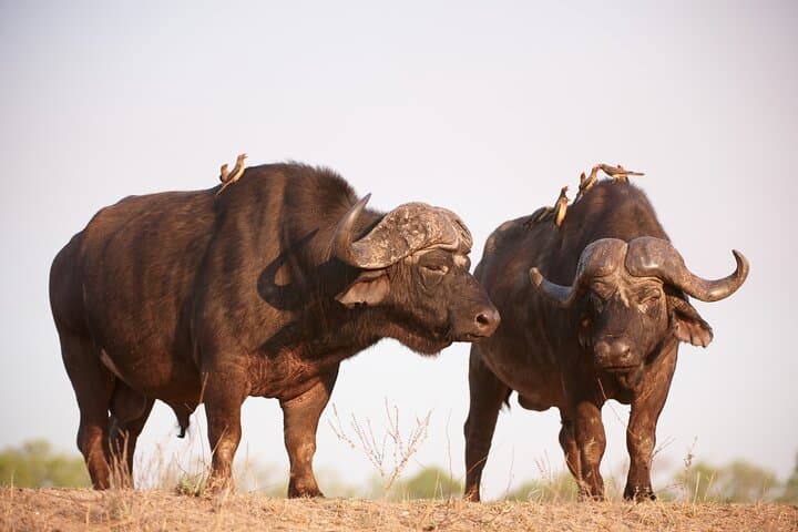 3-Day Kruger Safari from Johannesburg: Big Five at Balule Reserve photo 6