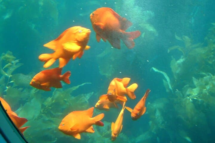 Avalon Semi-Submarine SS Nautilus Undersea Tour — Catalina Island Adventure photo 4