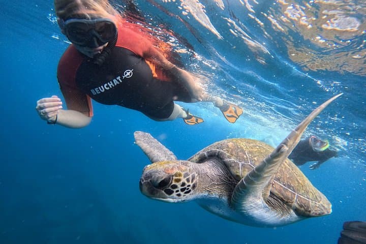 Snorkel with Sea Turtles on Tenerife’s South Coast — Guided Boat Tour photo 1