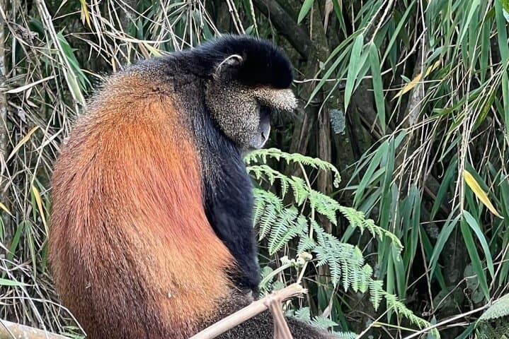 Golden Monkey Trek & Akagera Safari: 2-Day Volcanoes to Akagera Wildlife Adventure photo 2