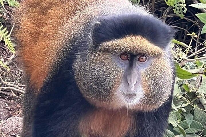 Golden Monkey Trek & Akagera Safari: 2-Day Volcanoes to Akagera Wildlife Adventure photo 3