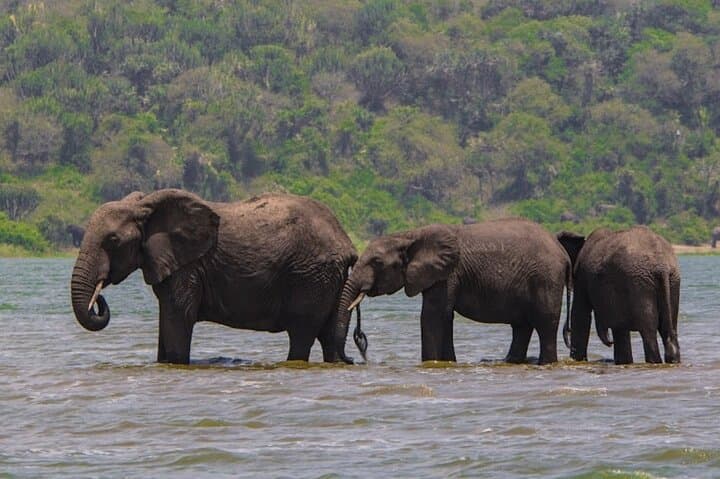 Golden Monkey Trek & Akagera Safari: 2-Day Volcanoes to Akagera Wildlife Adventure photo 4