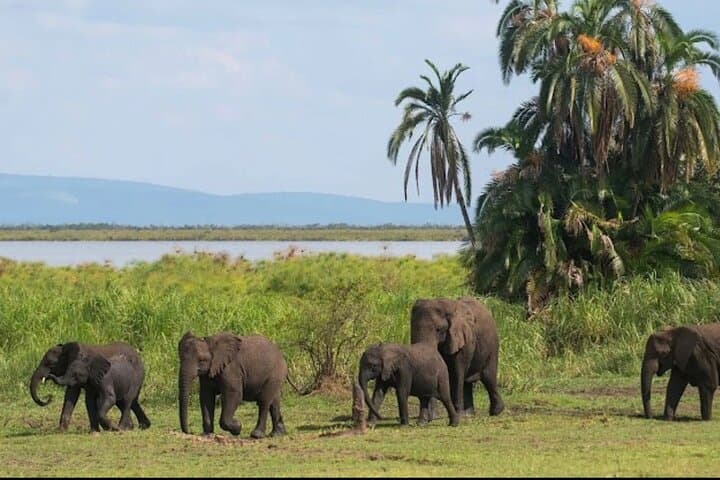Golden Monkey Trek & Akagera Safari: 2-Day Volcanoes to Akagera Wildlife Adventure photo 6