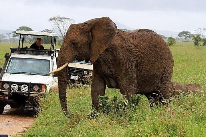 Budget Tented Safari: 5 Days in Masai Mara from Nairobi photo 4