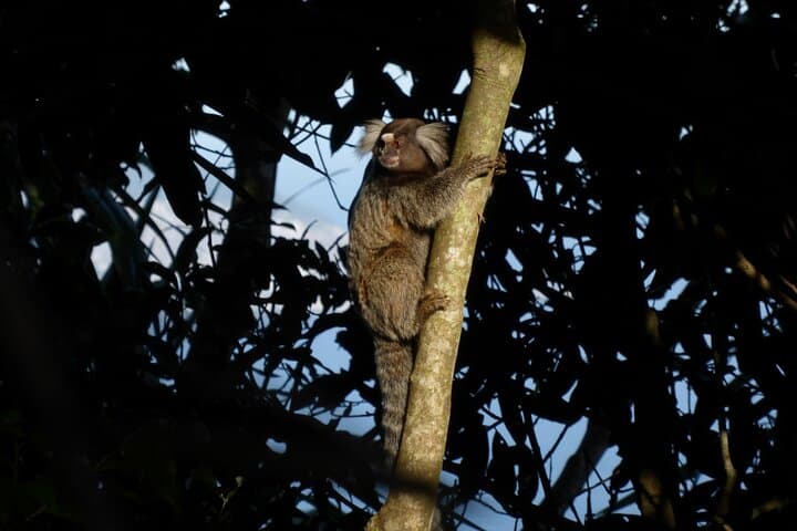 Dois Irmãos Hike & Vidigal Favela Tour: Rio's Coastal Summit Walk photo 5