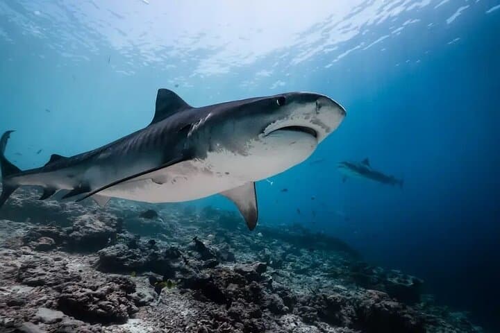 Tiger Shark Diving in Fuvahmulah — 8-Day, 15-Dive Tiger & Pelagic Safari