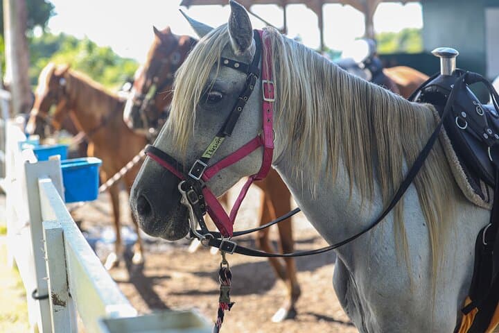 Hacienda Campo Rico Horseback Riding — Paso Fino Ranch Tour Near San Juan photo 5