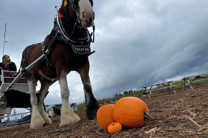 Victoria Haunted Carriage Tour: 60-Minute Horse-Drawn Halloween Ride photo 2
