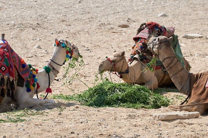 4-Day Private Moroccan Sahara Safari: Erg Chigaga, Ait Benhaddou & Draa Valley photo 4