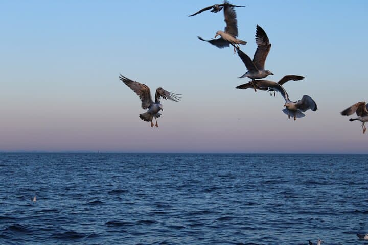 Private Sunset Dolphin Cruise with Dinner in Medulin — Kamenjak Bay photo 2