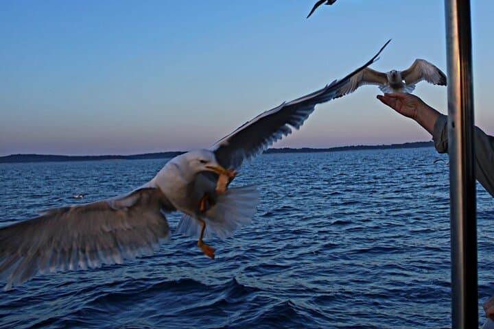 Private Sunset Dolphin Cruise with Dinner in Medulin — Kamenjak Bay photo 3