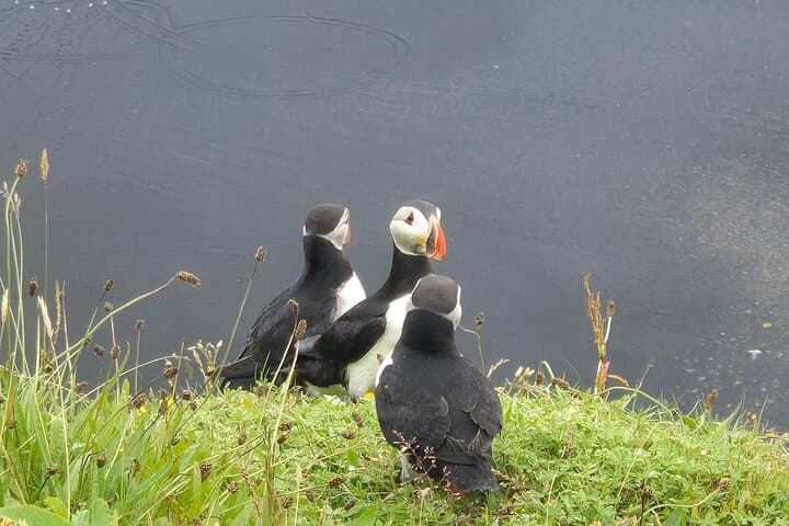 Iceland in a Day: Golden Circle and South Coast Express Tour from Reykjavík photo 3