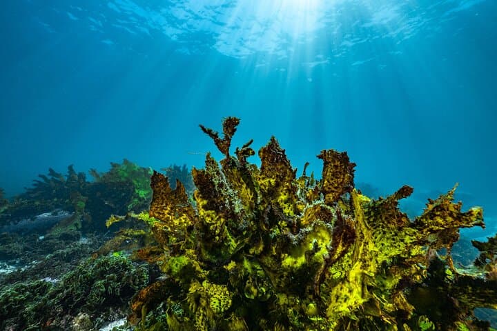 Guided Snorkeling in Bondi: Discover Sydney’s Coastal Marine Life photo 5