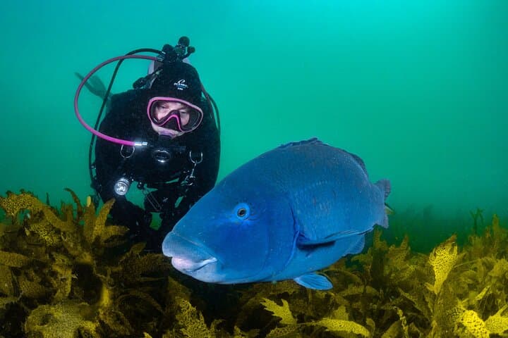 Discover Scuba Diving at Bondi Beach: Half-Day Private Intro in Sydney photo 3