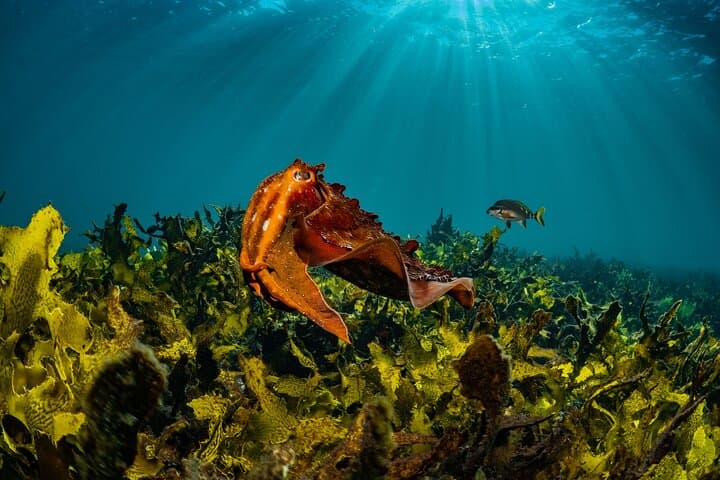 Discover Scuba Diving at Bondi Beach: Half-Day Private Intro in Sydney photo 2
