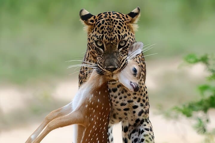 Yala National Park Leopard Safari: Explore Wild Wonders